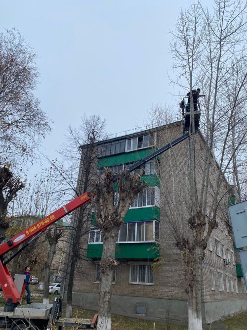 Городские деревья готовятся к зиме: осенняя обрезка для здоровья и безопасности