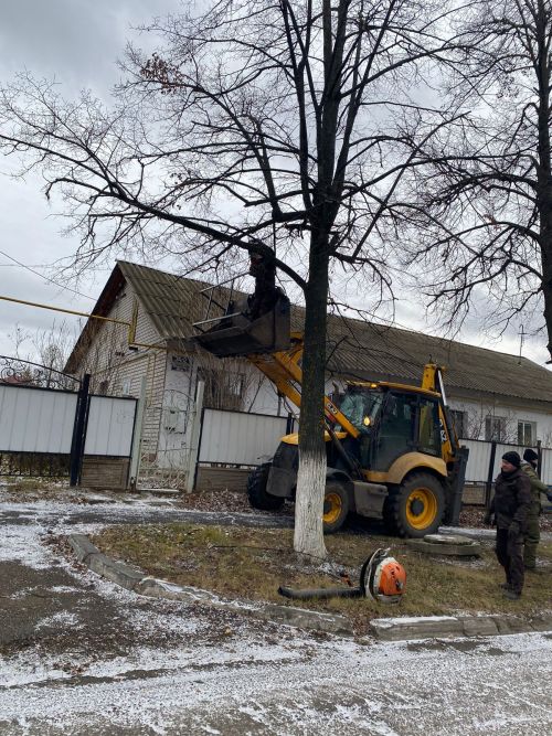 Городские деревья готовятся к зиме: осенняя обрезка для здоровья и безопасности