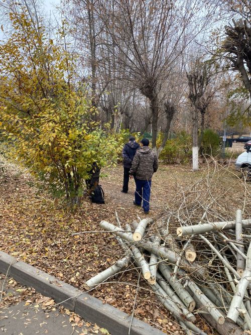 Городские деревья готовятся к зиме: осенняя обрезка для здоровья и безопасности