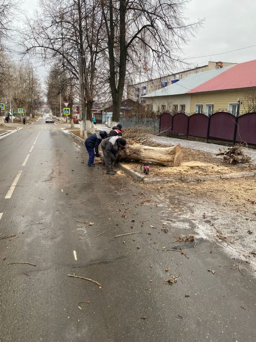 Городские деревья готовятся к зиме: осенняя обрезка для здоровья и безопасности