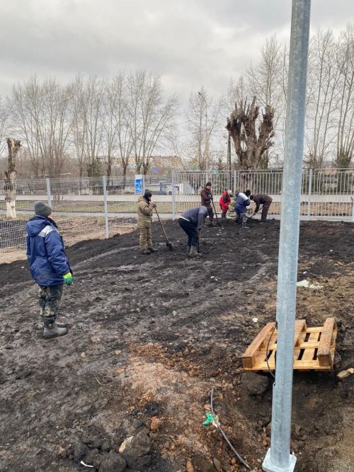 Городские деревья готовятся к зиме: осенняя обрезка для здоровья и безопасности