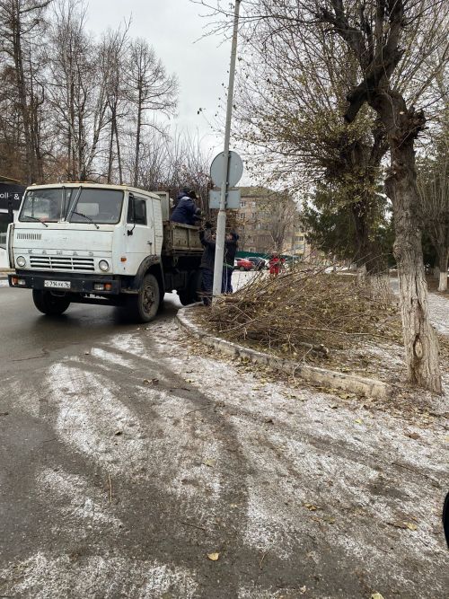 Городские деревья готовятся к зиме: осенняя обрезка для здоровья и безопасности