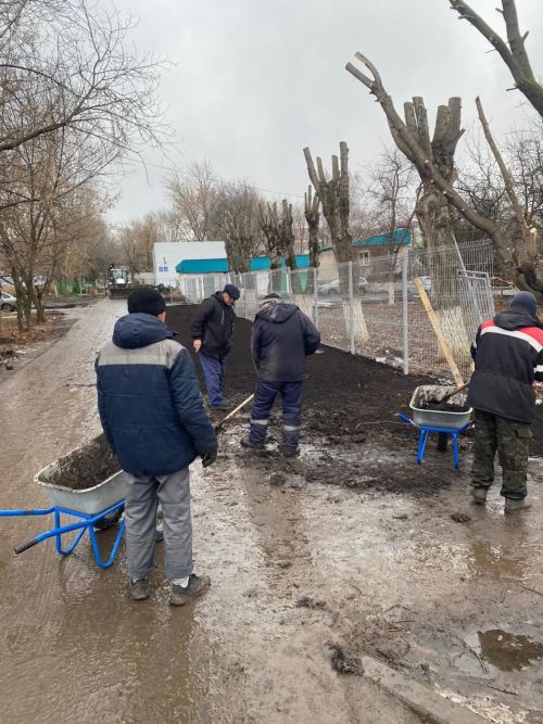 Городские деревья готовятся к зиме: осенняя обрезка для здоровья и безопасности