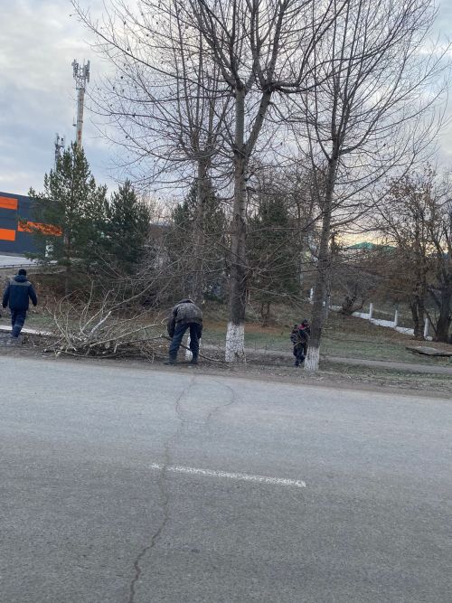 Городские деревья готовятся к зиме: осенняя обрезка для здоровья и безопасности
