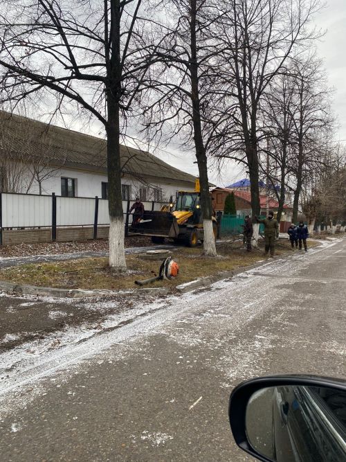 Городские деревья готовятся к зиме: осенняя обрезка для здоровья и безопасности