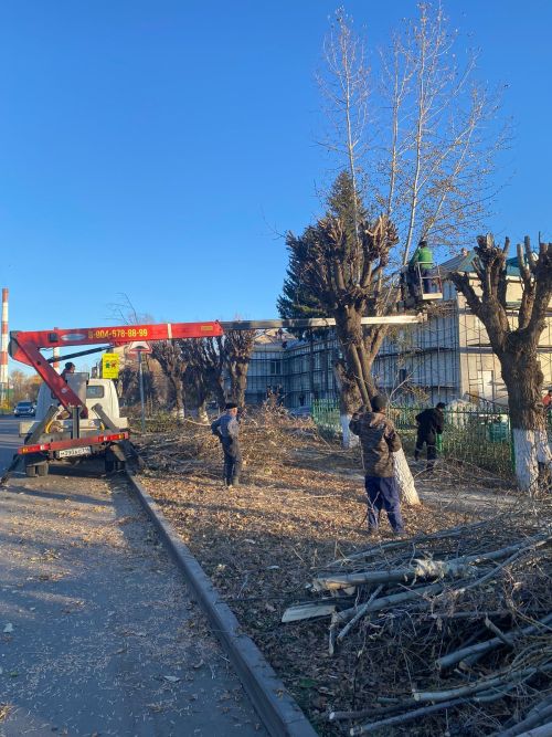 Городские деревья готовятся к зиме: осенняя обрезка для здоровья и безопасности