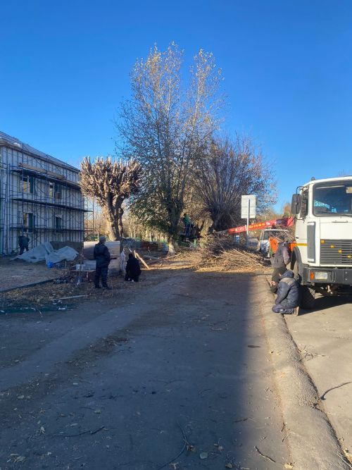 Городские деревья готовятся к зиме: осенняя обрезка для здоровья и безопасности