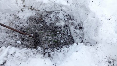 Белгечләр көзге культураларның ничек кышлавын тикшерәләр
