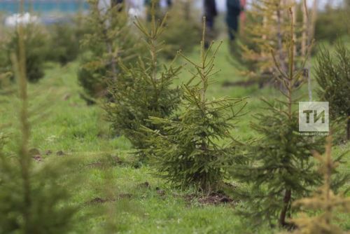 В 2024 году в Татарстане лесокультурный сезон будет открыт позже