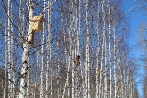 Зәйдә балалар ясаган сыерчык ояларын паркка элеп куйдылар