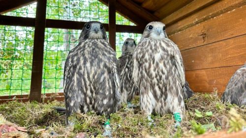 10 соколов из Красной книги вернули на восток Татарстана