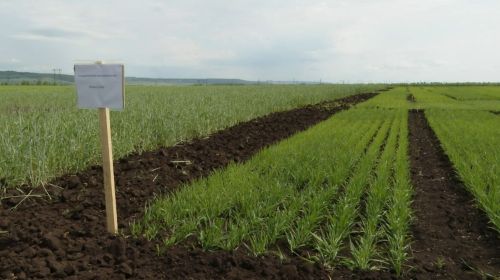 Специальная комиссия провела приемку посевов