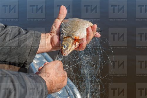 Узган атнада Зәйдә ике браконьер тотылган