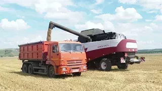 В Заинском районе полным ходом идет уборка озимой пшеницы