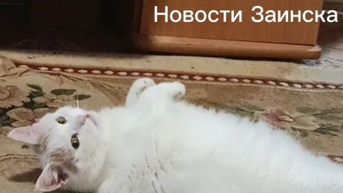 Пушинка, Айсберг, Бегемот: необычные клички кошек