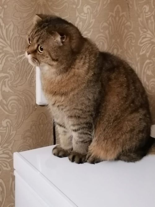 Микроспория авыруы очраклары бар
