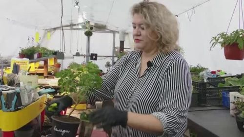 Как правильно черенковать комнатные растения?