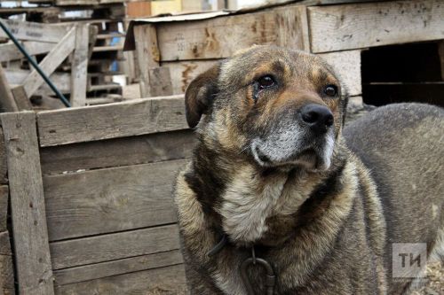 Заинца приговорили к лишению свободы за жестокое обращение с животным