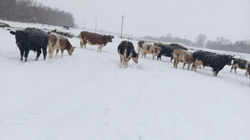 Бывший педагог и глава сельского поселения стала владелицей большого подсобного хозяйства  в деревнях Ирне и Новоспасск Заинского района