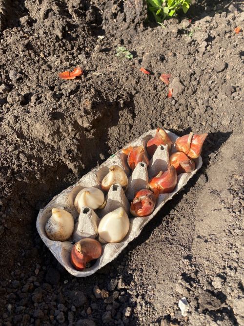 Язгы матурлыкка көздән нигез салына