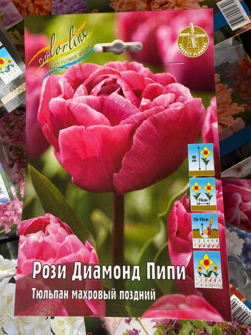 Язгы матурлыкка көздән нигез салына