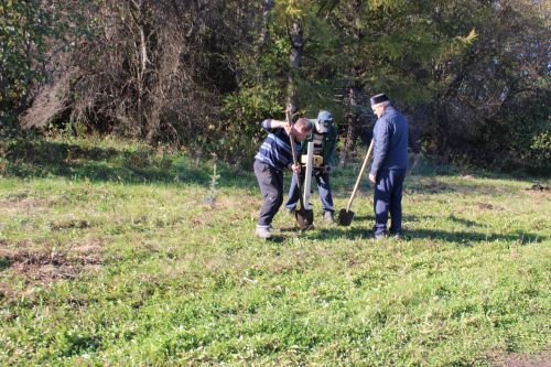 Аллея памяти героев разных поколений появилась в Аксарино