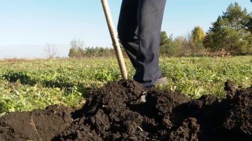 В селе Аксарино состоялась патриотическая акция по высадке Аллеи Памяти