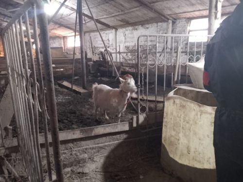 На учениях в селе Старый Токмак Заинского района спасали скот от паводка и разворачивали пункты для приема эвакуированных