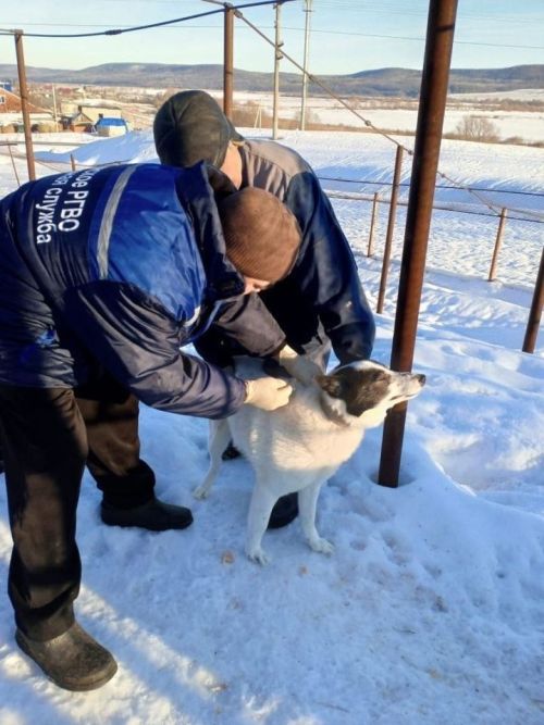 Йорт хайваннары тотучыларга таләпләр катгыйлана