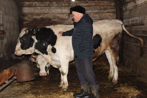 Житель села Нижнее Бишево Сергей Михайлов сделал ставку на мясное и молочное животноводство
