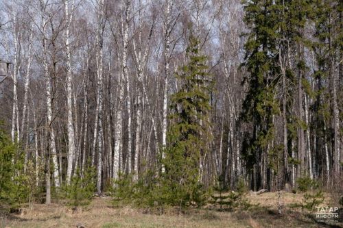 Жителям Татарстана напомнили о правилах приготовления шашлыков в майские праздники