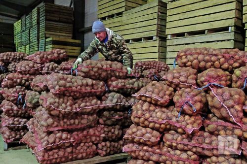 Когда сажать картофель: проверенные сроки и полезные советы