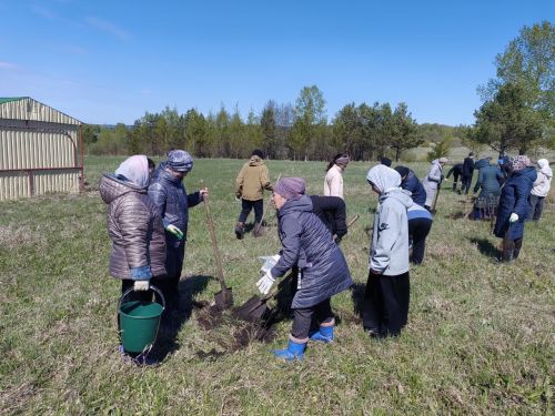 В память о школе: жители Верхнешипкинского поселения посадили ясеневый парк