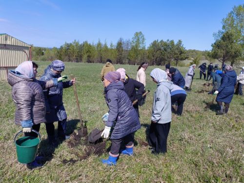 В память о школе: жители Верхнешипкинского поселения посадили ясеневый парк
