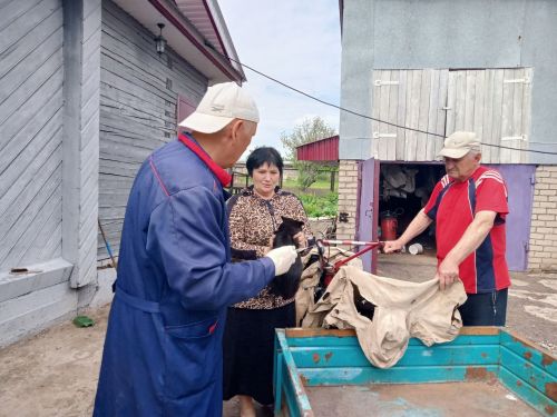 Чипирование собак в Заинске: безопасность и удобство для владельцев