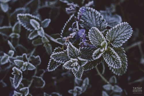 Заморозки до −1°C ожидаются в Татарстане в ночь на 26 мая