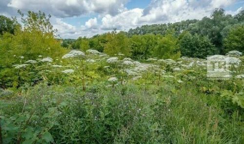 Борьба с борщевиком Сосновского: методы, опасности и законодательные меры
