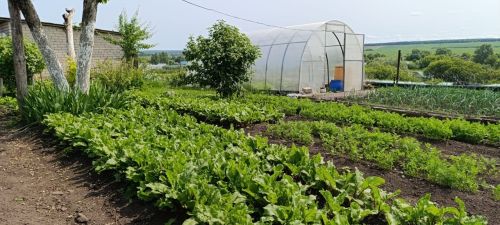 Июнь в саду и огороде: важные работы для богатого урожая