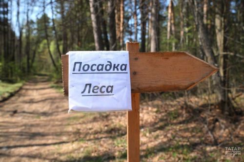 В Татарстане восстановлено более 1,7 тыс. гектаров лесов в рамках нацпроекта