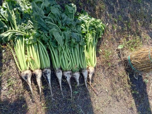 Зәйдә Питрау бәйрәменә килгән кунаклар басуларны да карадылар