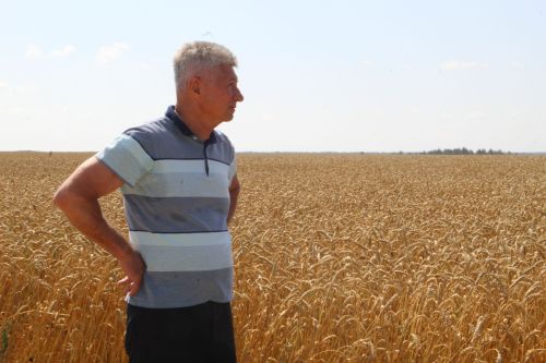 Кырларда хезмәт гөрелтесе