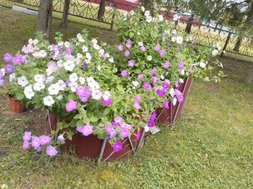Дом культуры в цвету: обычная женщина создала необычную красоту