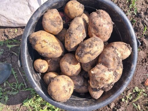 Урожай в надежных руках: эксперты Россельхозцентра рассказали, как сохранить картофель до весны