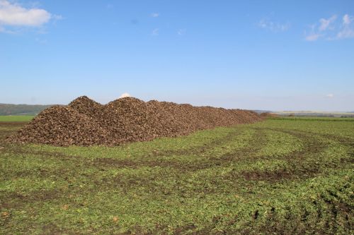 Зәй районы кырларында шикәр чөгендеренең уртача уңышы – 460 центнер