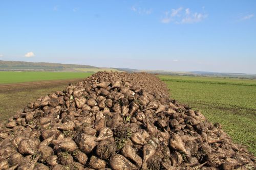 Зәй районы кырларында шикәр чөгендеренең уртача уңышы – 460 центнер