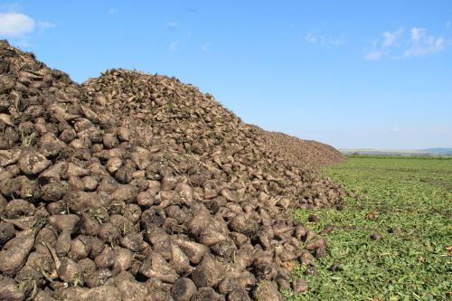 Зәй районы кырларында шикәр чөгендеренең уртача уңышы – 460 центнер