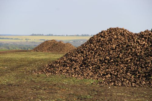 Зәй районы кырларында шикәр чөгендеренең уртача уңышы – 460 центнер