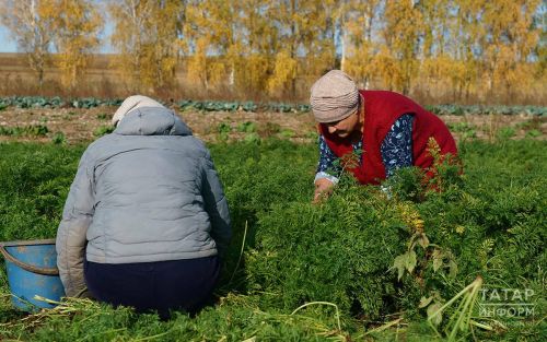 Сентябрь в саду и огороде: ключевые задачи для дачника