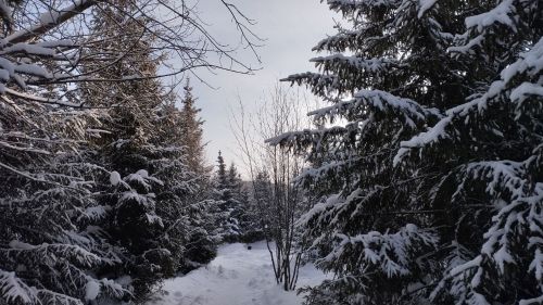Шигъри мизгел
