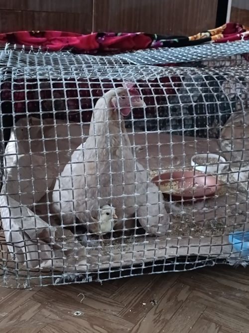 Новогоднее чудо в сарае: курица устроила сюрприз хозяину под Новый год